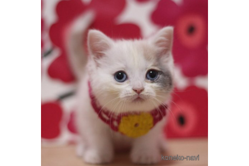 成約済の東京都のスコティッシュフォールド-72708の2枚目